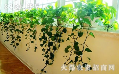 室内绿萝怎么养绿萝的家庭养护方法