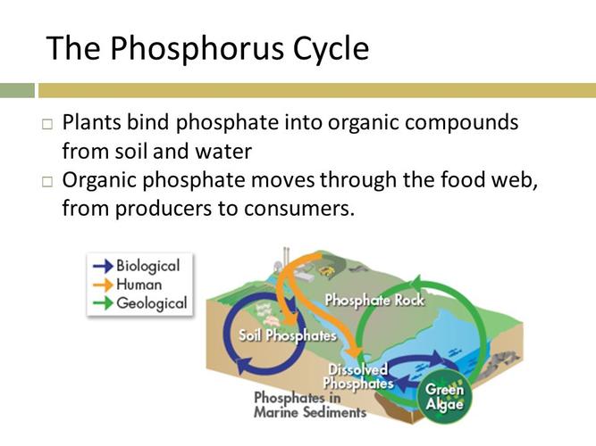 the phosphorus cycleplants bind phosphate into organic compound