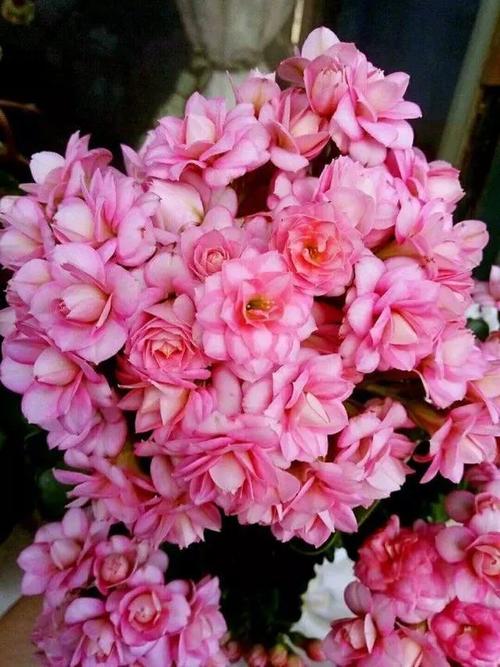 马德里:花朵小巧精致,颜色新颖,怎能让人不喜欢.