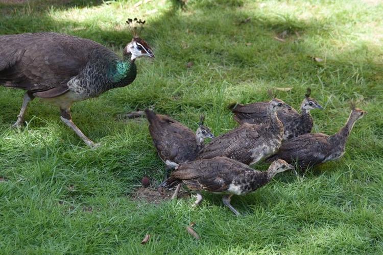 孔雀带着"子女"回家添喜