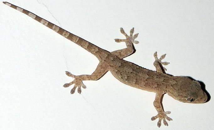 为什么壁虎的尾巴断了还会动?