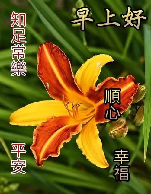 创意唯美亲人朋友早上好祝福语图片大全免打字,夏日清晨友谊早安问候