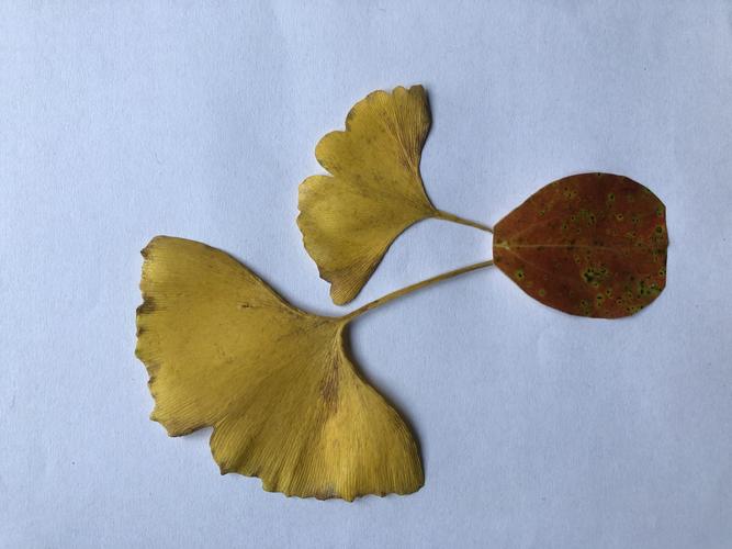 银杏叶的故事一一贴画集汇