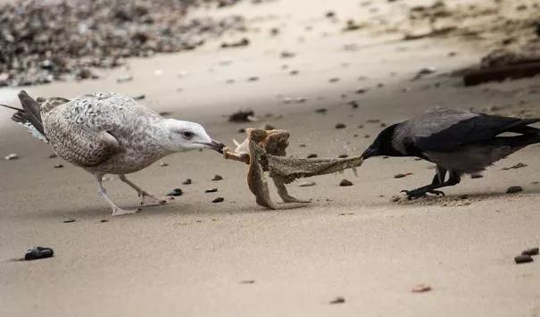 出的习性以及人们对它的误解(比如猫头鹰吐毛球,猫头鹰笑是在招魂等等