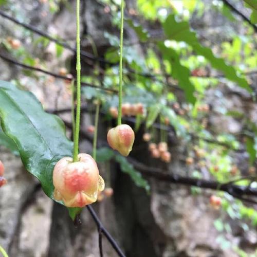 黄果树亲子游
