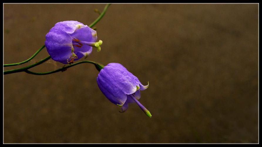 草原野花集(四)串串风铃花