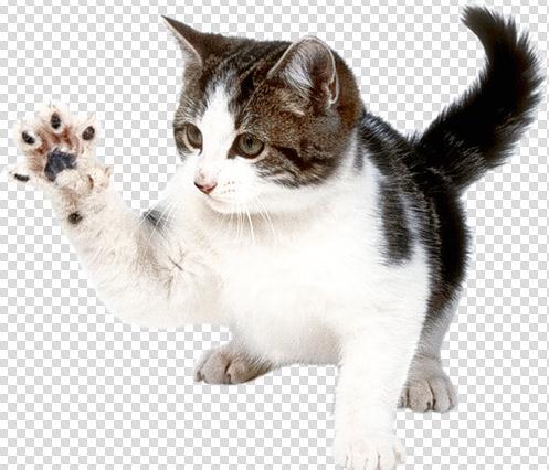 在玩耍可爱的猫咪png透明免抠图ps素材