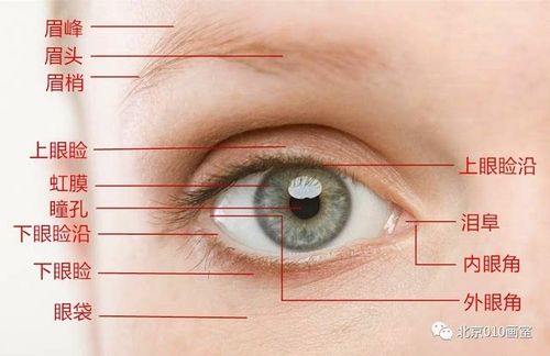 有了这一篇,妈妈再也不用担心不会画头像了(超详细五官讲解,眼睛篇)