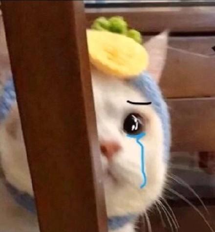 猫咪躲着流泪_猫咪_流泪表情