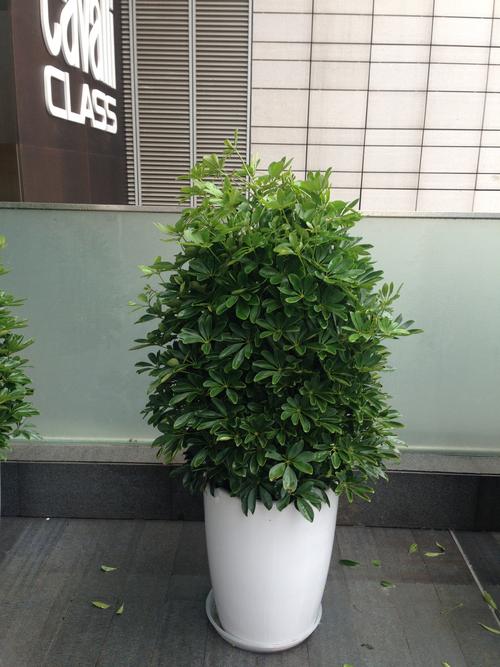 鸭脚木_鸭掌木_大型绿植_绿植盆栽_花里巴巴(成都)--.