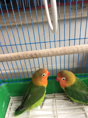 我想知道是不是骡子?听说牡丹鹦鹉骡子繁殖能力低不繁殖的.