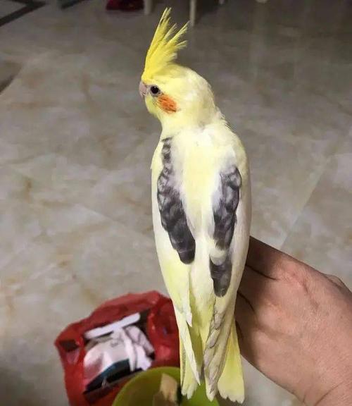 玄凤鹦鹉还有这么漂亮的品种,网友直呼:爱了!_派特
