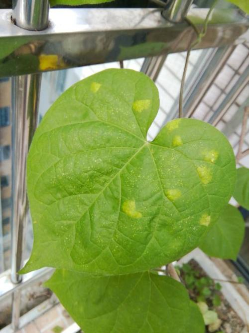 牵牛花叶子上这样是不是有病?