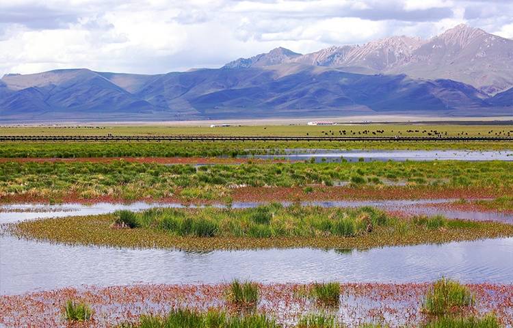 四川为何要创建若尔盖国家公园?进展如何?_湿地