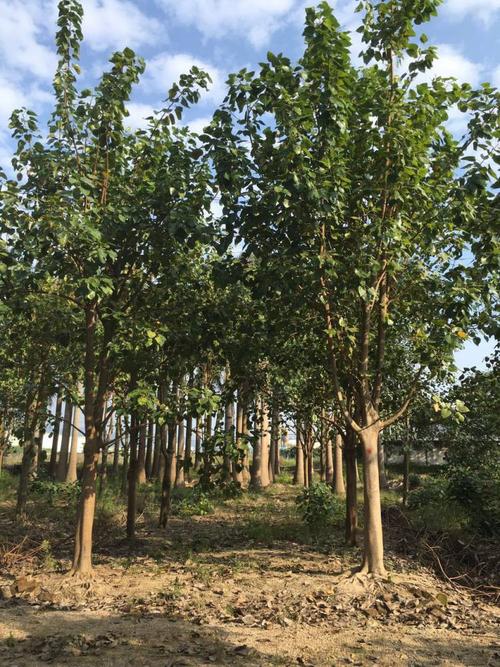 广东菩提榕基地普宁菩提榕树产地揭阳菩提榕袋苗产地