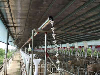 养猪自动化料线