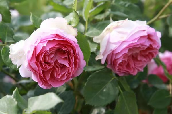 来武汉走花路!看5600米月季花景观带