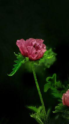 毒药女人-花瓣网|陪你做生活的设计师 | 长白山罂粟