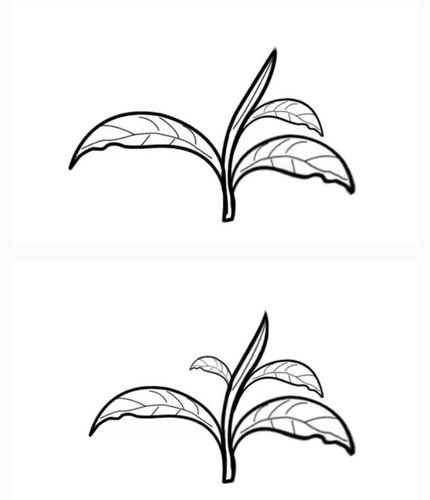 乌龙茶中的铁观音等,白茶中的贡眉寿眉等.