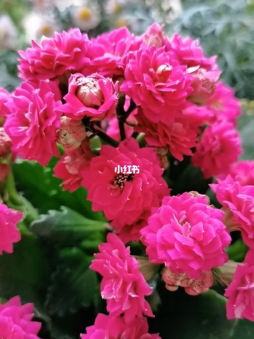 是紫色长寿花中最大的,一元硬币那么大,可能还会再大一点,魅影和紫宾