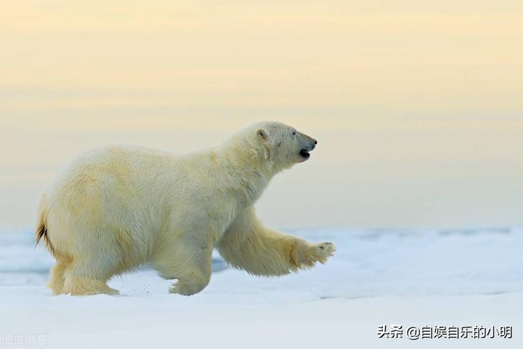 北极熊的皮肤是什么颜色的(熊猫的尾巴是什么颜色的?