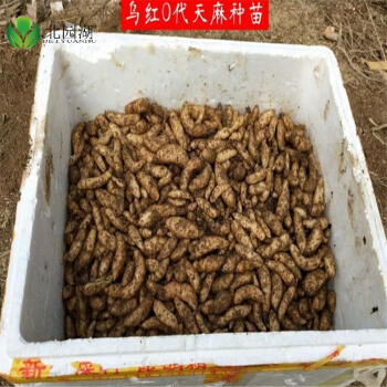 天麻种植技术天麻苗种植天麻种籽子乌天麻0代种天麻苗