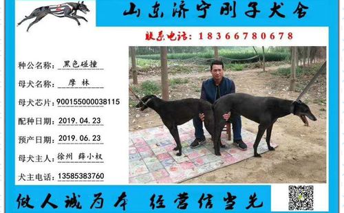 薛小权的格力犬种母摩林使用济宁刚子犬舍的格力犬种公黑色碰撞配种