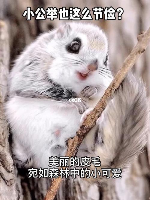 西伯利亚小飞鼠,节俭也可以过得像公主_萌宠_社科
