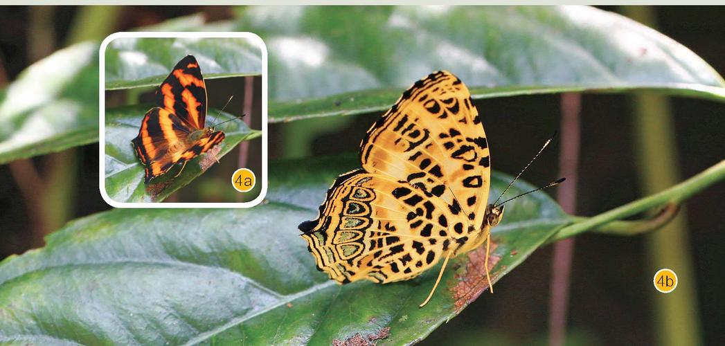 与散纹盛蛱蝶相似,但个体较小,正面橙色纹较细(图4a),后翅反面有明显