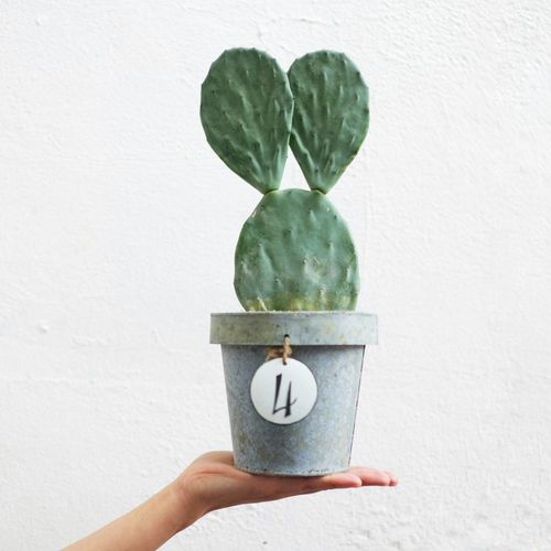 【兔子耳朵】- 复古明镜仙人掌