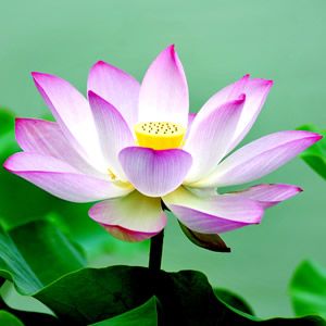 荷花头像