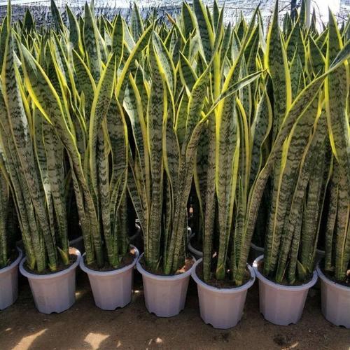 8金边虎皮兰苗室内盆栽白玉客厅阳台绿植银脉不带盆稀有矮品种耐旱已