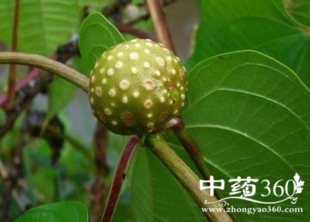 黄独零余子有哪些功效作用 黄独零余子治食道癌