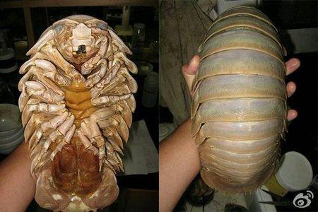 这是什么,爸爸出差带回来的.说是海里的大虱子