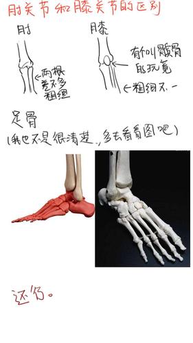 【画骨教程】