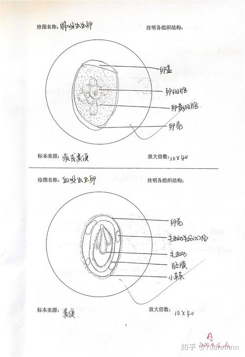 猪带绦虫孕节,牛带绦虫孕节