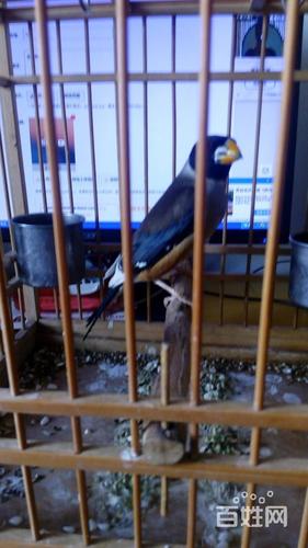 【图】- 哨花子 - 葫芦岛连山花鸟虫鱼 - 葫芦岛百姓网