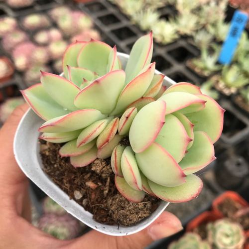 遇见多肉品牌店的优惠券大全—牡丹亭多肉植物萌肉肉.