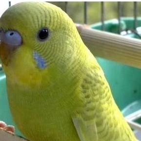 虎皮鹦鹉有哪些品种?图片!