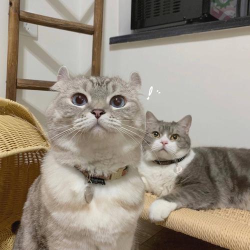 有没有姐妹有这个两只猫抱在一起的头像