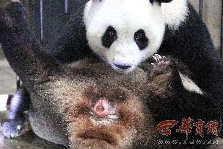大熊猫繁育再传喜讯 雌性幼仔降生