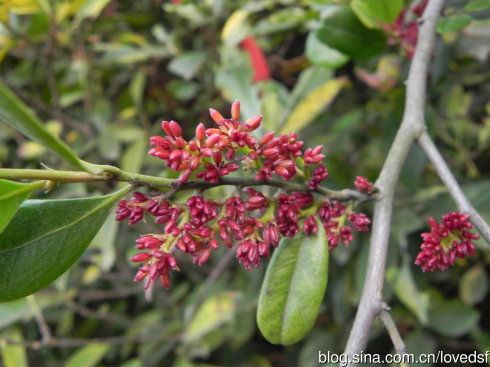 [植物138]中华蚊母_芳茗 花语 一花一世界