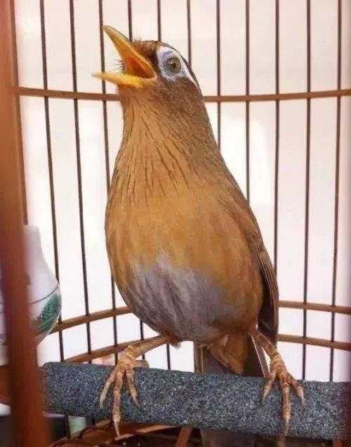 【鸟友汇】选画眉,只需三招,出王出将