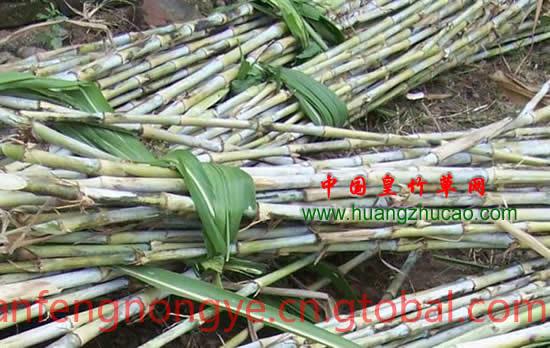新型皇竹草种节批发 专业繁育基地 赠送全套种植技术
