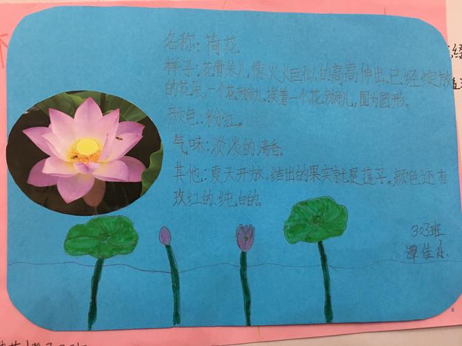 花的世界,美的海洋【小蜜蜂们的记录卡展示】