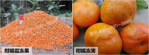 柑橘预防霜冻果 冻前抗冻与冻后恢复并重