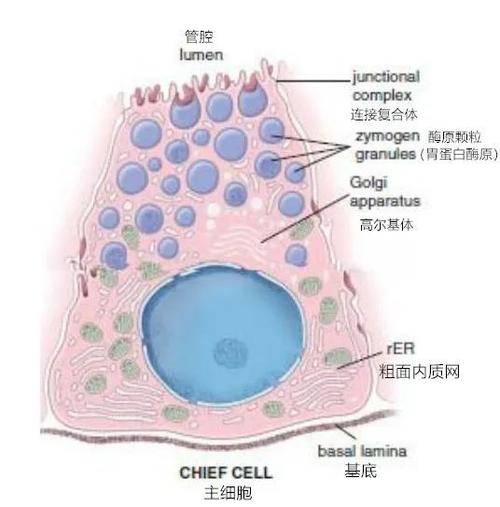 内脏|胃液的分泌及其成分