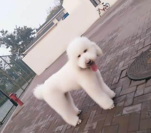 出售巨型贵宾—唐山贵宾犬