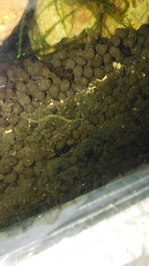 水族箱里的这是蛋白虫吗?太恶心了,有什么方法能根治,清缸太麻烦了