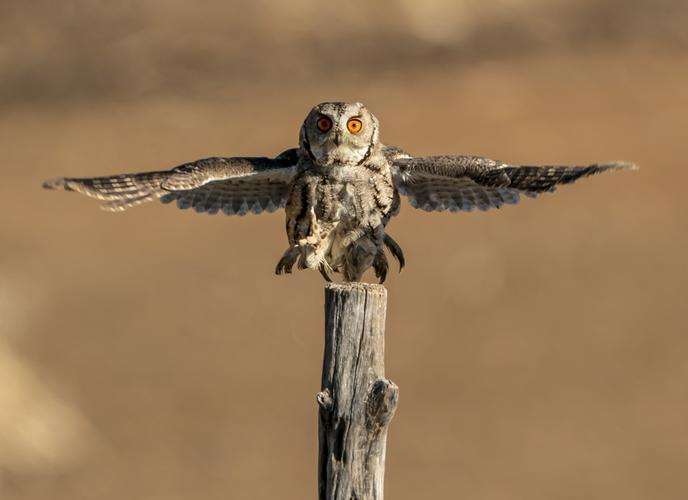 领角鸮的钢管舞